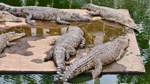 Krokodillen in de dierentuin.