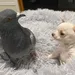 Zo lief! Deze chihuahua en niet-vliegende-duif zijn beste vriendjes