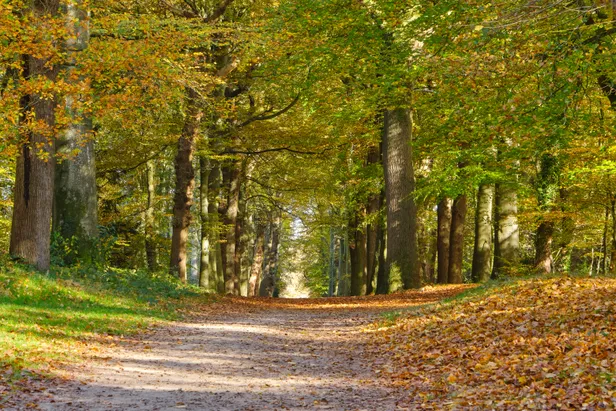Rijsterbos
