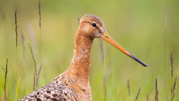 Close-up of black-tailed godwit with green blurred background