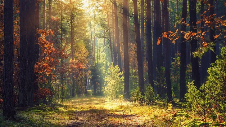 Eén uur in de natuur en je brein komt al tot rust 