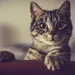 Amerikaanse vrouw bewaart meer dan 100 dode katten in diepvriezer