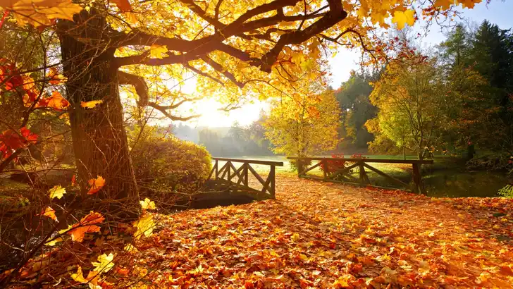 Dit zijn de 12 mooiste herfstwandelingen van Nederland 