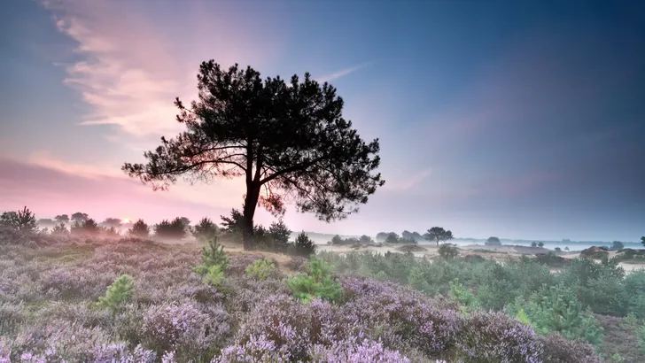 pine tree silhouette and heather at sunrise