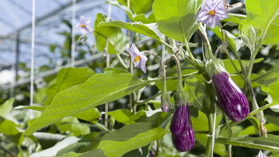 Aubergines