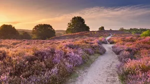 Nazomeren in Nederland: 7 x heerlijk wandelen of fietsen