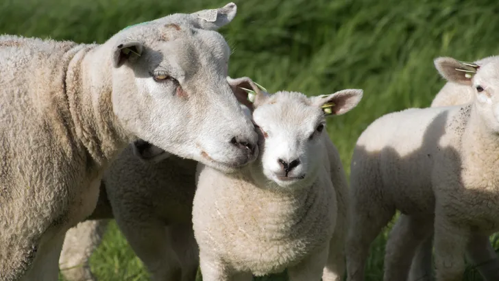 Lammetjes