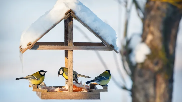 Vogels voeren winter