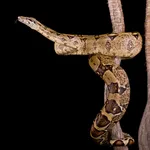 Boa Constrictor