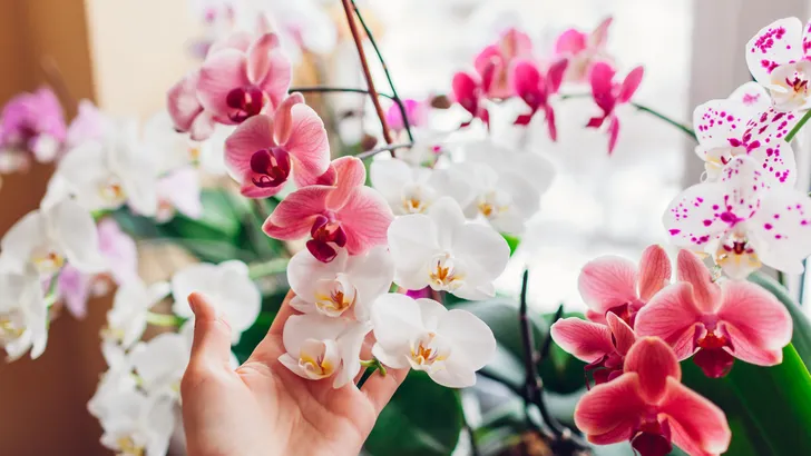 Vergeet extra water: met dit simpele apparaatje bloeit je orchidee zelfs in hartje winter weer op