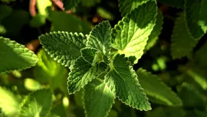 Scherper geheugen? De verrassende reden waarom een kopje pepermuntthee zo goed werkt