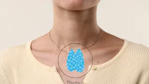 Waarom de ene persoon sneller veroudert dan de ander: de rol van de thymus