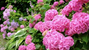 Hortensia's