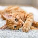 Populaire antistresstip in Japan: neem je kat mee naar kantoor
