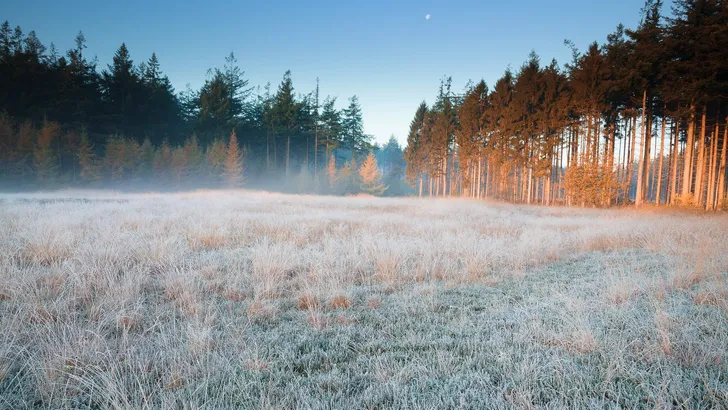 moon over frosted forest meadow in fog in winter