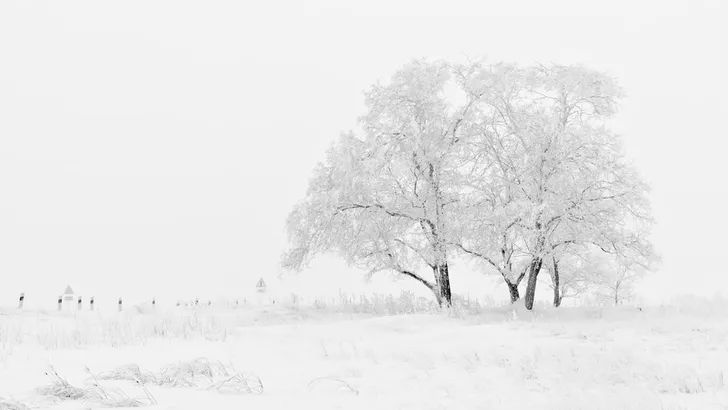 Landschap met sneeuw en boom