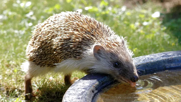 Waterschaaltje voor tuindieren