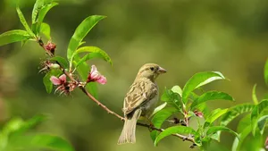 Hoe maak je je tuin vogelvriendelijk?