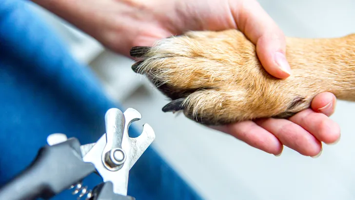 nagels van hond worden geknipt