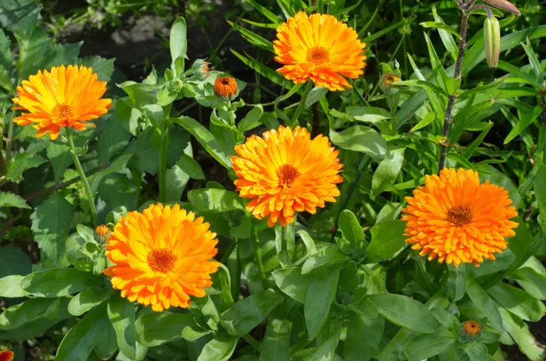 Goudsbloem