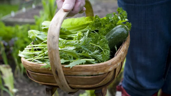 Harvest in the veg patch