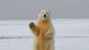 polar bear