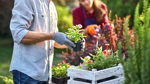 Botanisch geluk: waarom de mooiste planten zichzelf zaaien