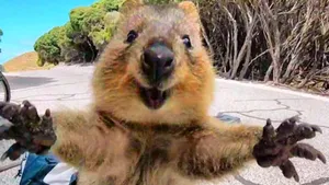 quokka