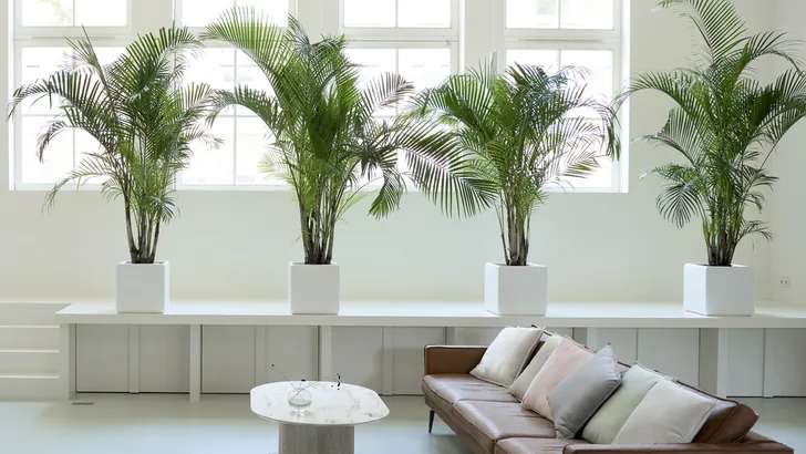 Home decor: cocoonen en filteren met goudpalm