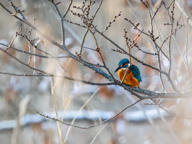 IJsvogel