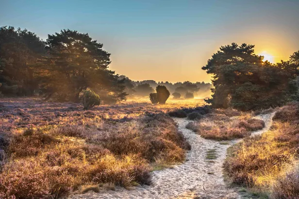 Zonsopkomst op het Dwingelderveld