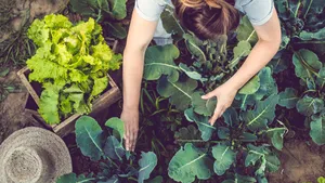 Meisjes van de Moestuin