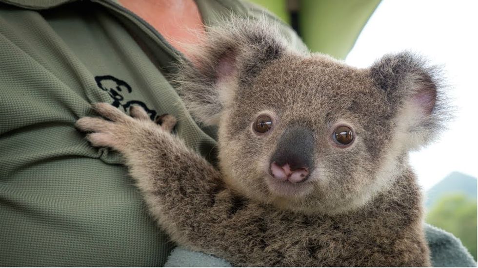 Maandag Medicijn 10 Prachtige Plaatjes Van Australische Dieren Die Wel Een Hart Onder De Riem Kunnen Gebruiken Upcoming