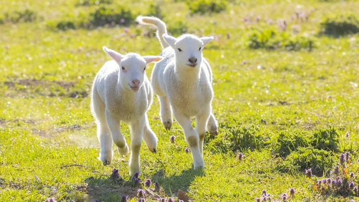 15 manieren het voorjaar te vieren