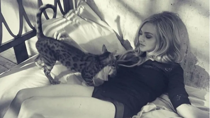 Celebrity cats
