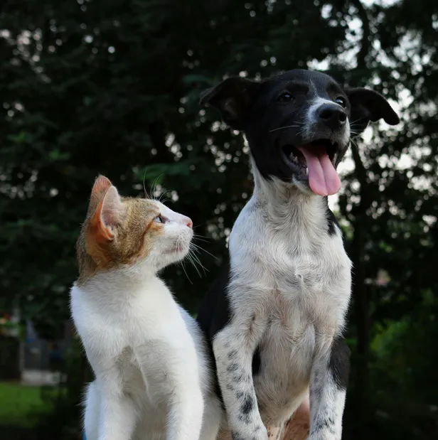 Het leven met een viervoeter brengt enorm veel gezelligheid en onvoorwaardelijke liefde in huis. 