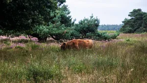 Hijkerveld