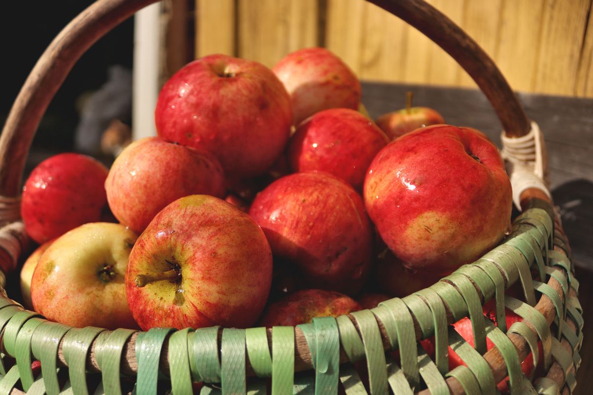 Dutch Apple Harvest Drops 18 Percent Due to Frost