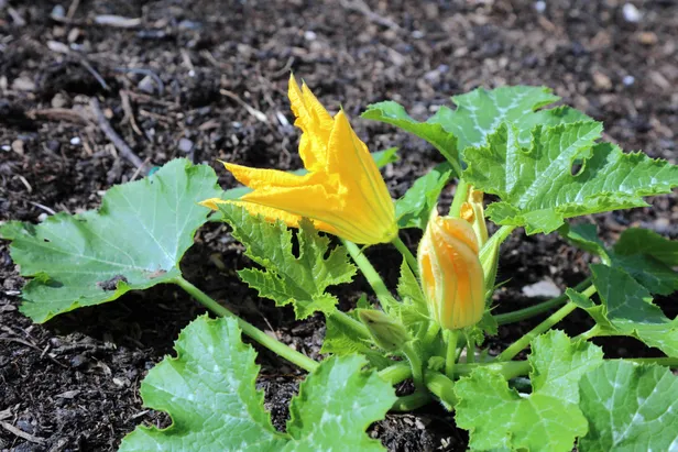 Courgettebloemen