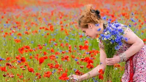 Beim Pflücken von Kornblumen