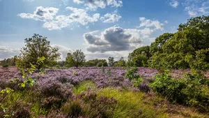 De heide bloeit! Hier gloeit het paars het mooist