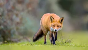 Fox walking on grass