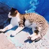 Maandag Medicijn | 10 Prachtige plaatjes van...zonnende katten