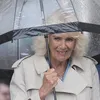 Koningin Camilla gespot met verband om haar voet tijdens werkbezoek | Nouveau