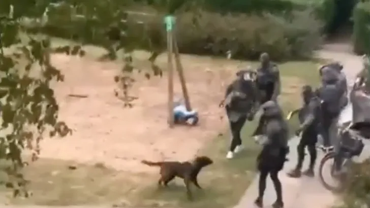 Video: politie tasert hond bij arrestatie verwarde man
