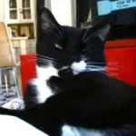 Keesje, de kat van James Worthy