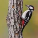 Vogelkennis
