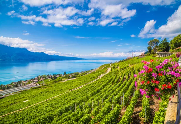 In de lente kun je uitkijken over zeeën van groen bij deze wijngaarden van Lavaux.