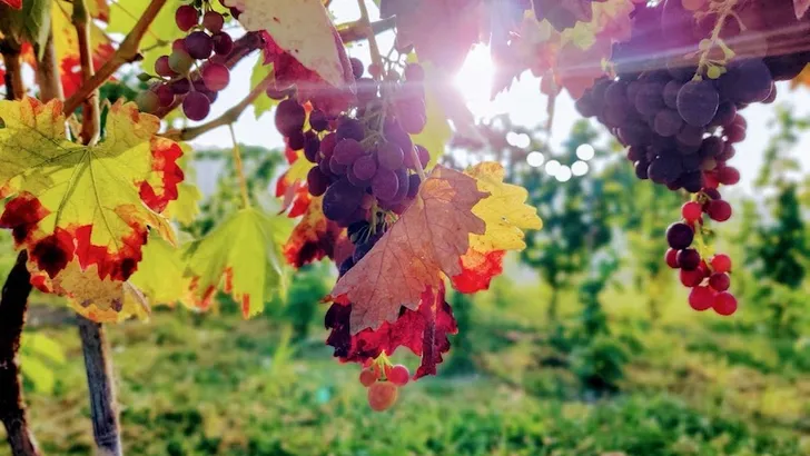 Je kunt nu je eigen vat wijn kopen