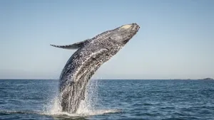 Zeilen met oog voor de oceaan: nieuwe regels tegen aanvaringen met zeezoogdieren